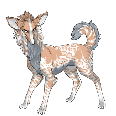 Preat with large ears and tail fluffy and curled towards back. White base and tan markings on top with gray belly.