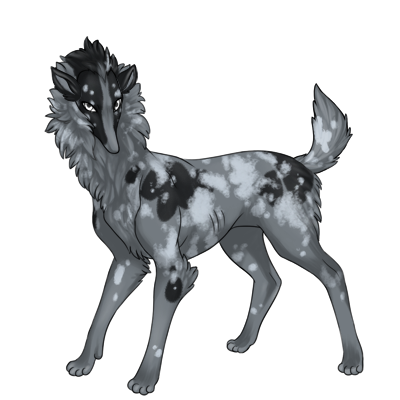 Gray Preat with black patches and light gray merle.