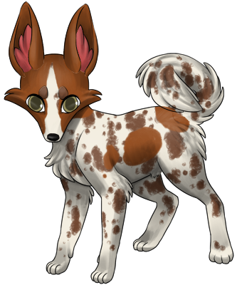 White Zorvic with redish brown patches and brown merle markings.
