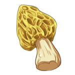 Morel Mushroom